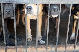Ontziet Vlaamse overheid louche hondenkwekers bij controles?