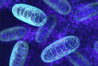 Study Highlights Role Of Mitochondria In Immune Response