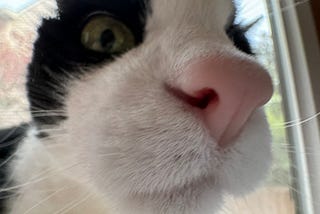 A highly warped, up close photo of Boomy the tuxedo cat, with her nose so pink and large.
