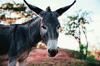 Don’t be like a Mule: be like a Donkey!