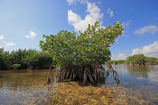 Blue Carbon and Climate Change: Back of the Card