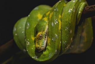 Coiled python snake