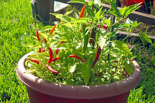 How Southeast Asia got their chili peppers