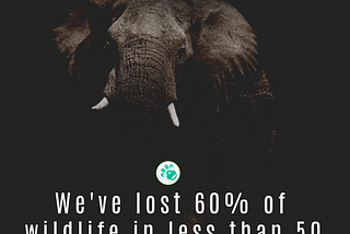 We’ve lost 60% of wildlife in less than 50 years