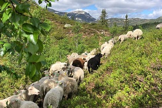 Food production on local resources: herding sheep to mountain pastures