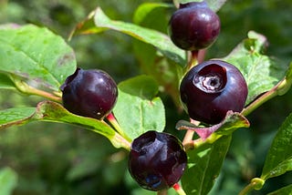 4 large black huckleberries shine in the sunlight on a branch