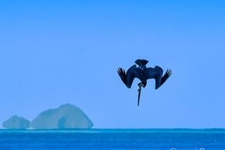 Pelican-palooza: Meet the Feathered Kamikazes of the S. California Coast