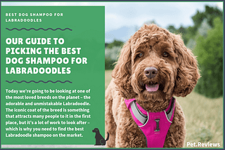 Best Dog Shampoos for labradoodles
