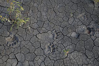 Beyond the Numbers: The Hidden Fragility of Animal Societies