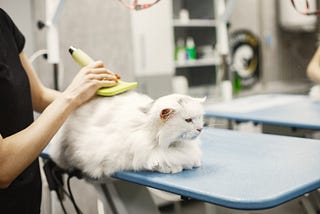How to Start a Pet Grooming Business in Dubai