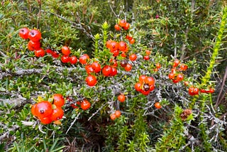 Mountain currant