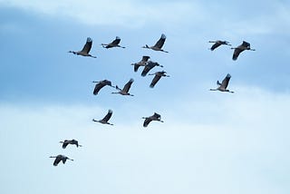 Migratory birds are critical to environment, culture, and communities