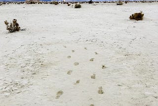 Footprints in solid ground at White Sands National Park in foreground, blue sky in background