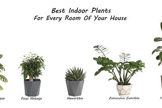 Best Indoor Plants for Every Room of your House