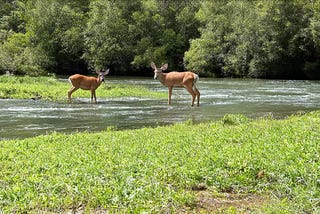 How to Pattern an Early Season Buck with a Deer Cellular Hunting Camera