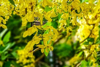 കാരാഗ്രഹത്തിലെ വിഷു