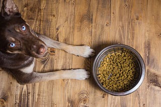 PetPlate Fetching Investment Potential: A Digital Look at the Pet Care Market