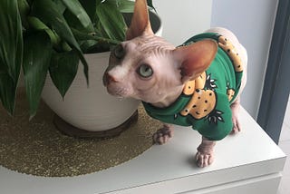 5 Things You MUST Consider Before Adopting a Hairless Cat