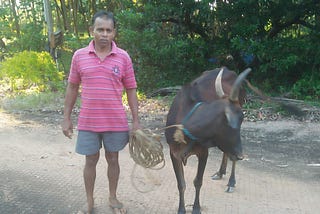 When A Cow goes missing in a Konkan village on Amavasya