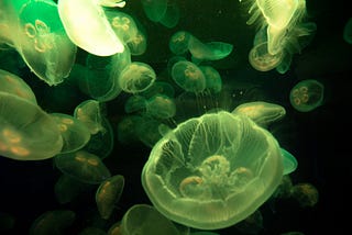 Jellyfish & Social Media - A journey towards Human evolution.