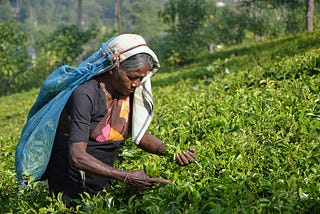 Sri Lanka’s Lumbini Tea Valley Company Brews Sustainability with USAID Partnership