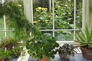 It’s National Houseplant Appreciation Day