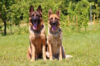 BBWhat is the difference between a German shepherd and a Belgian Malinois?