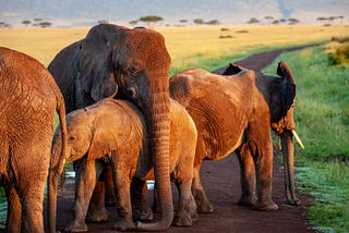 A pack of reddish colored elephants stands in the foreground of a vast landscape. A young elephant is being partly sheltered under the trunk of one of its elders.