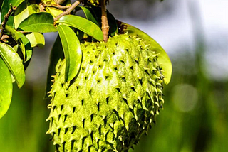 Soursop Tree Guide: How To Identify, Care, and Grow Guanabana Fruit Trees