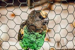 Image of a parrot caged.