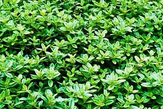 Choosing the Right Groundcover to Beautify Your Landscaping