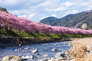 The Izu Peninsula’s Kawazu-sakura are but one reason to come down here from the city. In addition to the trees and the festival, there are also a set of waterfalls and a couple of onsen like Mine Onsen to enjoy if you’re a hot spring fan.
