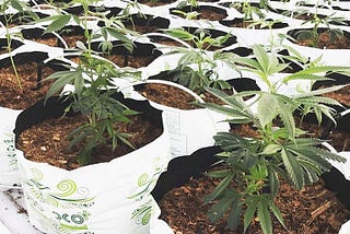 Procure strawberry growbags to find 3 prime benefits