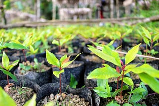 Climate action needs more than just tree planting