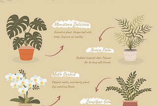 Indoor Plants to Decorate your House!