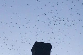 Chimney Swifts and Quarantine: The Only News You Need to Know