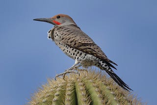 The Gilded Flicker