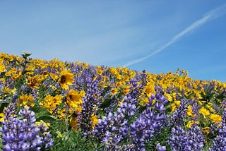 Gorge Town and Trail Pairings, Oregon