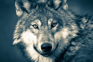 Error / failure is a “wolf” that we should not fear