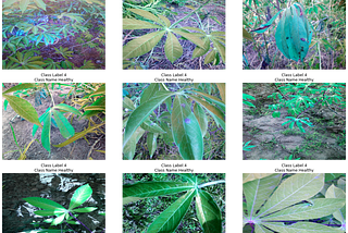 Blog post 1: Cassava Leaf distribution