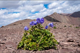 Larkspur and resilience…