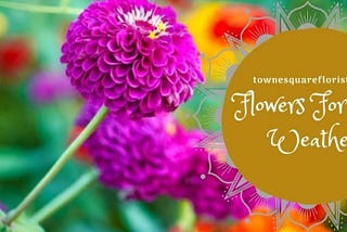 Flowers For Hot Weather — Useful Guide