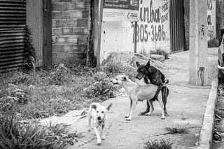 A vida não vale uma entrega - #1 A Dama e o cachorrinho