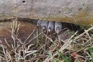 These Mushrooms are called ‘Dead Man’s Fingers’