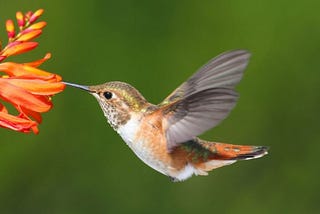 Microsoft’s HummingBird-ML: A library for accelerating traditional machine learning models