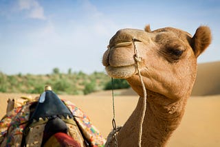 3 New Words To Know In 2021: WEIRD*, UHI**, and CAMELS***