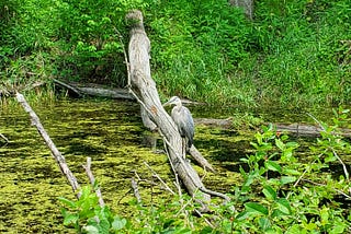 A great blue heron standing on a log that’s fallen across a pond