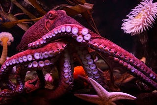 Five Life Lessons From The Mighty Octopus