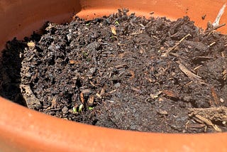 Gardening: An exersize in patience. A pot of dirt with specks of greem peaking through.