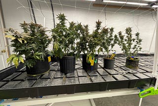 What container size and material is best for growing weed?